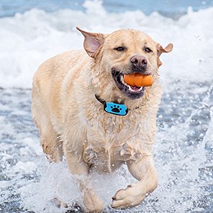 stop barking dog collar