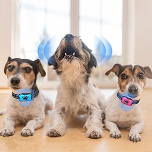 anti bark collar small dogs