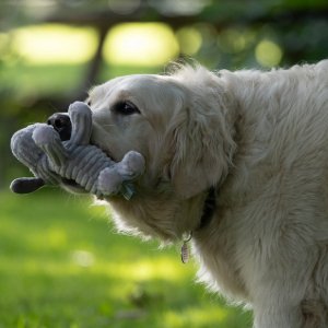 freddi cord adult dog