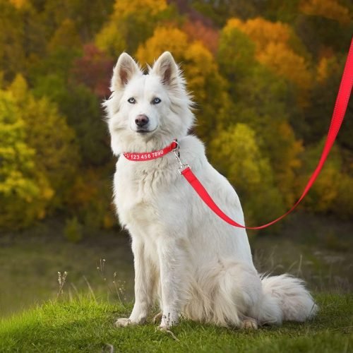 Taglory Dog Leads for Small Medium Dogs