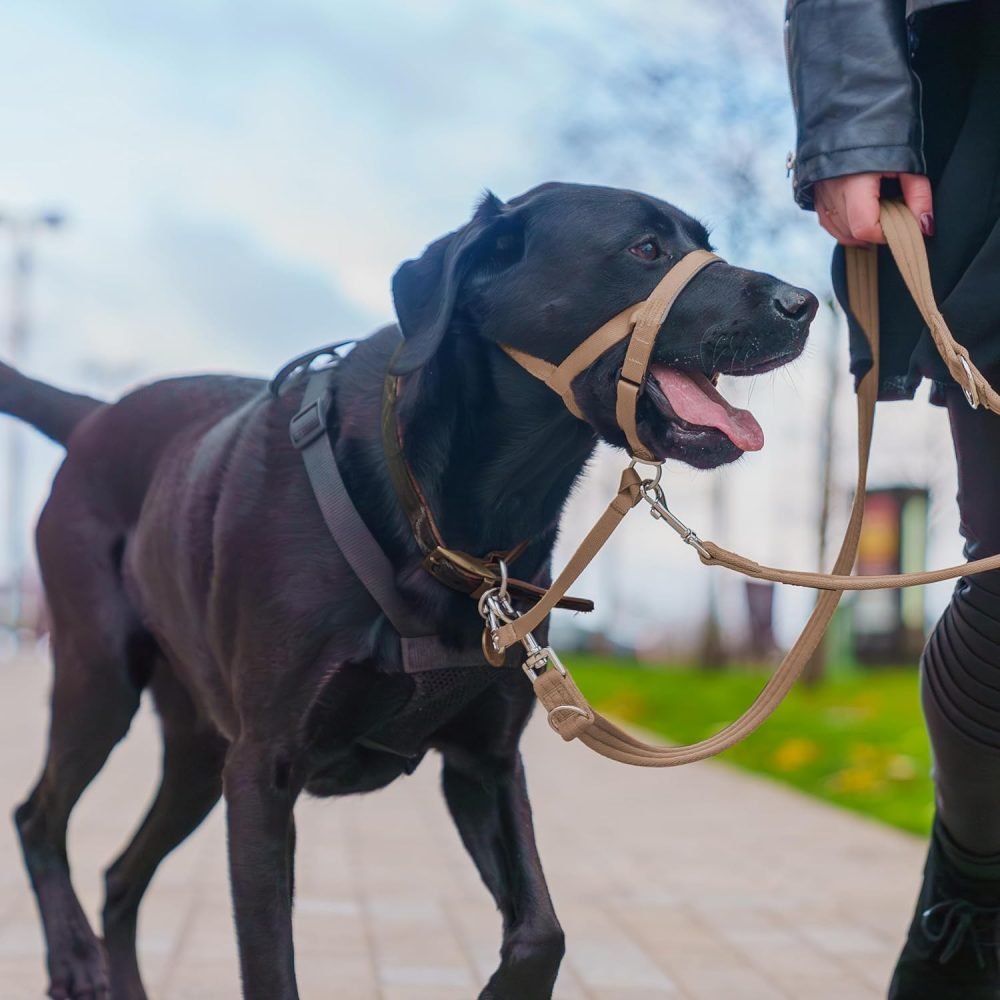 HALTI Headcollar Size 3 Black, UK Bestselling Harness to Stop Pulling on the Lead