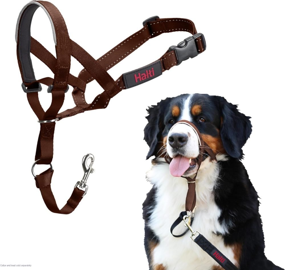 How to put halti harness on dog best sale