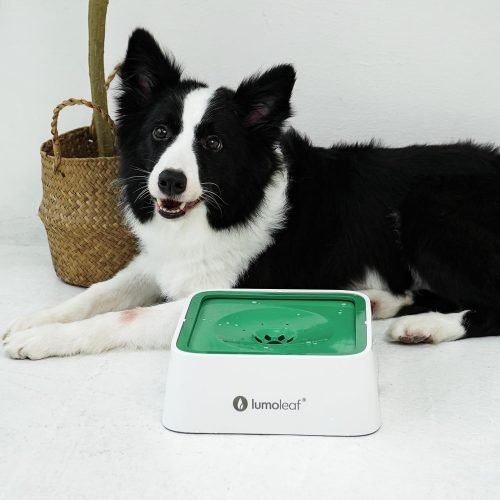 LumoLeaf 135oz No Spill Dog Water Bowl