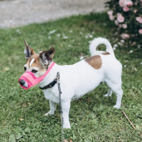 YAODHAOD Nylon Mesh Breathable Dog Mouth Cover, Quick Fit Dog Muzzle with Adjustable Straps
