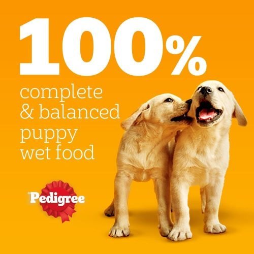 Pedigree Junior Wet Dog Food for Young Dogs and Puppies