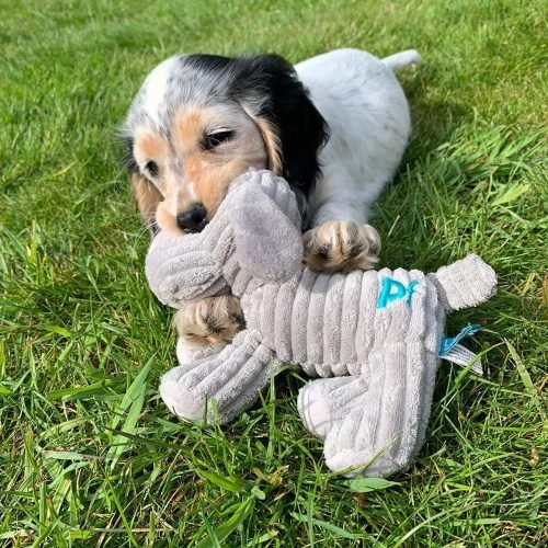 Petface Freddi Cord, Plush Puppy Dog Toy