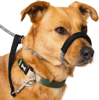 Total Pet Figure of 8 Dog Lead